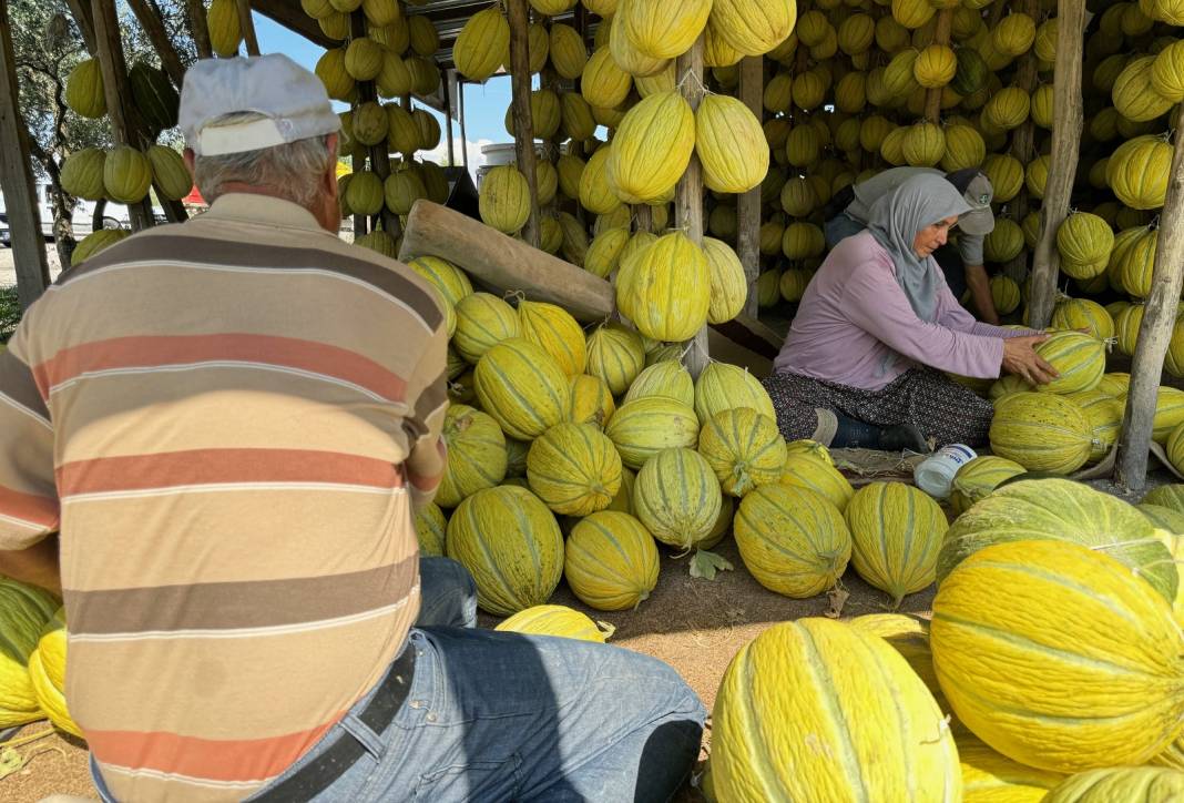 Manisa'da hasadı başladı. Kışa saklamak için bebek gibi taşınıyor 6